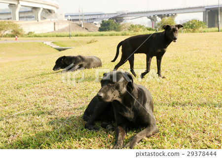 black, black color, noir 29378444