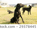 black, black color, noir 29378445
