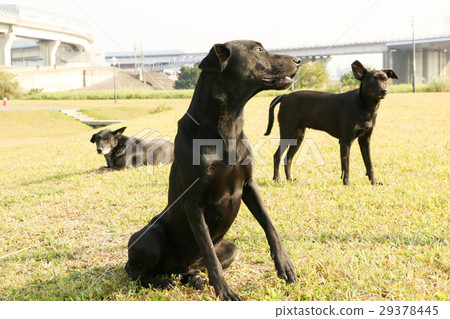 black dogs black dogs 29378445