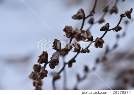 Snow melting ice caught in Hinoki fan Narcissus 29378874
