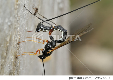 A whip A whip 29378897