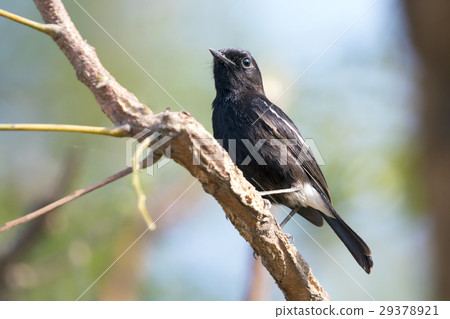 Image of birds perched on the branch. Wild Animals Image of birds perched on the branch. Wild Animals 29378921