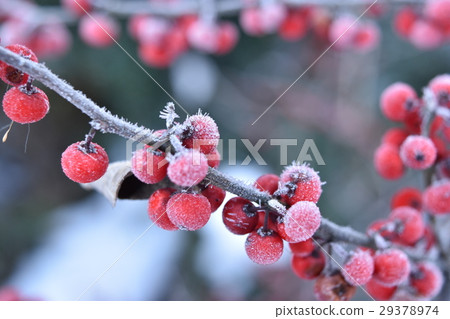 Miyama Umodoki frozen in a tick Miyama Umodoki frozen in a tick 29378974