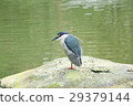 bird  29379144