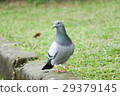 Pigeon bird 29379145