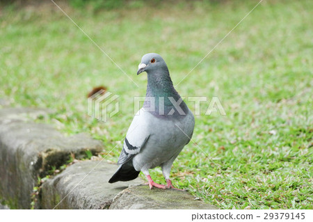 鴿子 鳥 鴿子 鳥 29379145
