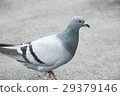 Pigeon bird 29379146