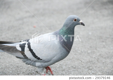 Pigeon bird 29379146