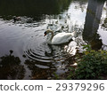 Swan, Park in Düsseldorf, Germany- Summer 2016 29379296