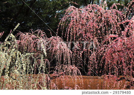 Beautiful weeping 29379480