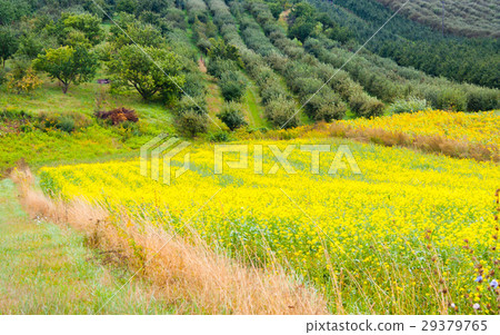 Colza plant yellow and green field 29379765