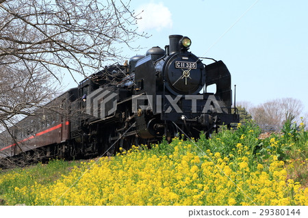真岡鐵道“菜花和SL” 29380144