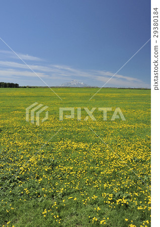 蒲公英和利尻 蒲公英和利尻 29380184