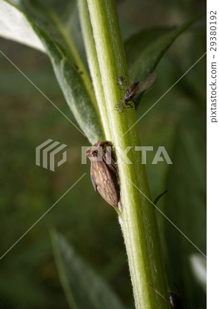 Tobairotsunosemi 29380192