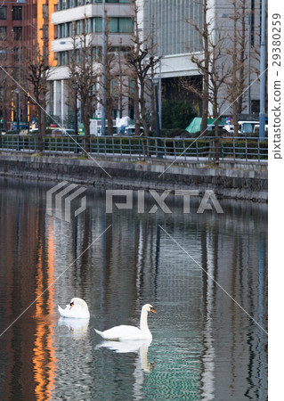 故宮外圍的花園巴巴天鵝的護城河護城河護城河 29380259