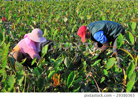 Taro, agriculture, crops, agricultural products, farmers Taro, agriculture, crops, agricultural products, farmers 29380363