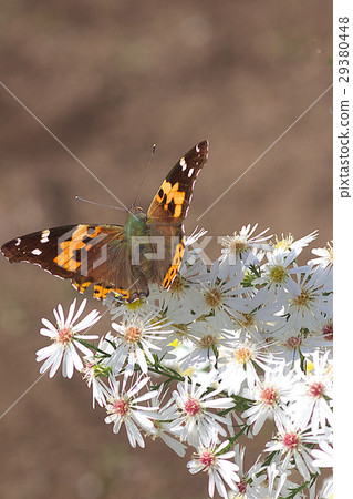 Flowers and butterflies 29380448