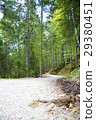 Forest Track 29380451