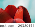 Drop on a tulip 29380454