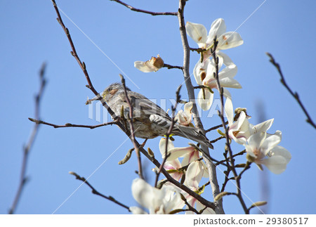 Kobushi and bulbul Kobushi and bulbul 29380517