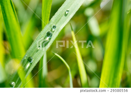 detail of grass with drops of water detail of grass with drops of water 29380556