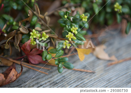 New leaf young leaves 29380730