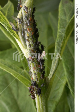 螞蟻和蚜蟲 29380782