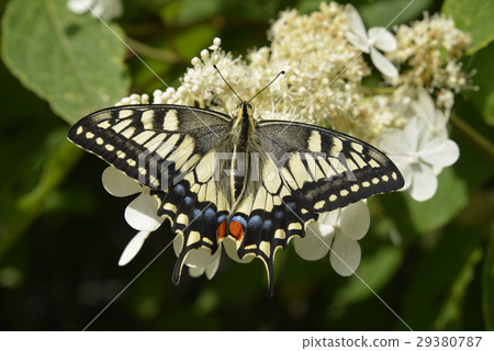 一隻鵪鶉 29380787