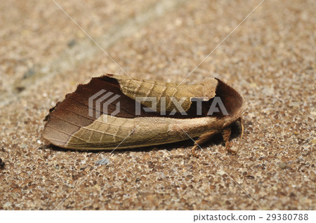 Murasaki Shachihoko 29380788