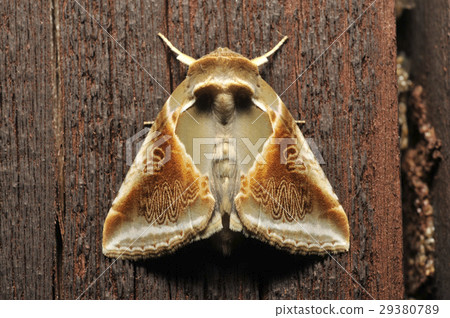蛾 29380789