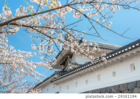 Cherry blossoms and walls 29381194