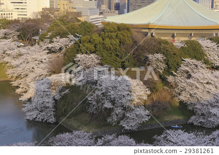 Cherry blossoms at Chidorigafuchi in Tokyo and Nippon Budokan 29381261