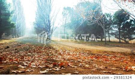 Park in autumn 29381324