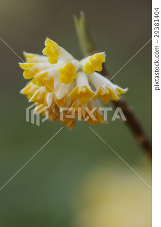 Mitumata flowers 29381404