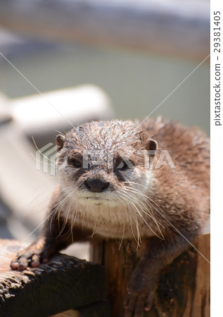 Tips and tricks 38 29381405