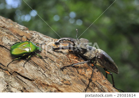 Miyamakuwagata和Aokanabun 29381614