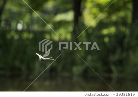 Ohoriboshimayama 29381619