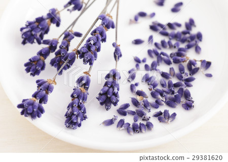 Furano lavender potpourri 29381620
