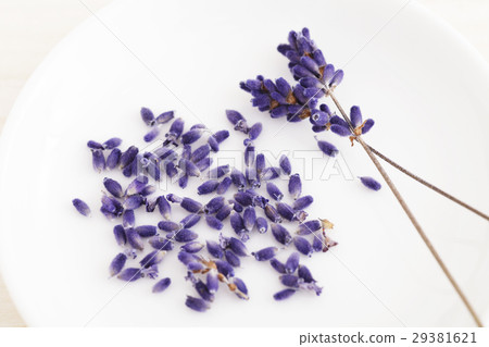 富良野薰衣草花香 29381621