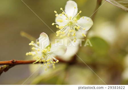 Piracaansus flowers 29381622