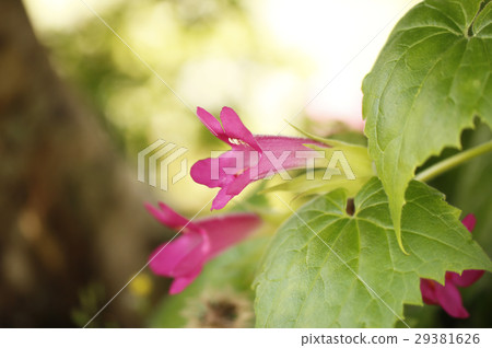 Flower of Asarina 29381626