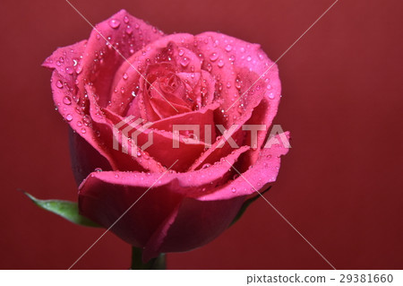 Flower,flower,rose,dali flower,red,red flower,love,flower,send flower,gift,congratulation,blessing,joy,joy,joy,lover 29381660