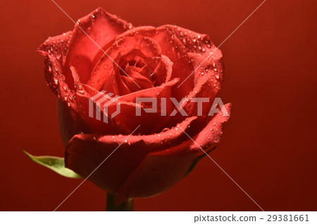 Flower,flower,rose,dali flower,red,red flower,love,flower,send flower,gift,congratulation,blessing,joy,joy,joy,lover 29381661