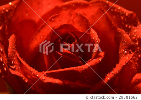 Flower,flower,rose,dali flower,red,red flower,love,flower,send flower,gift,congratulation,blessing,joy,joy,joy,lover 29381662