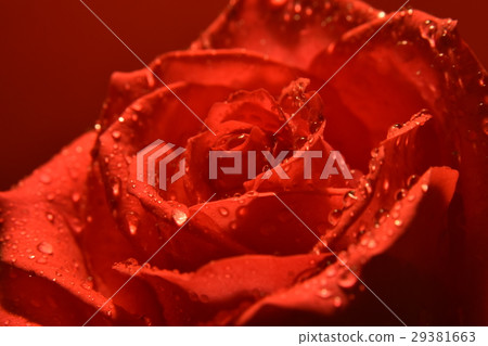 花,花卉,玫瑰花,大理花,紅色,紅花,愛情,花語,送花,禮物,祝賀,祝福,喜樂,喜悅,歡樂,情人 29381663