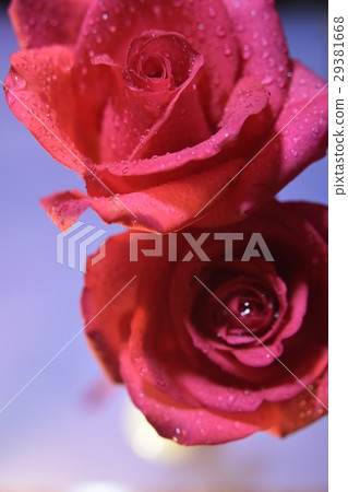 花,花卉,玫瑰花,大理花,紅色,紅花,愛情,花語,送花,禮物,祝賀,祝福,喜樂,喜悅,歡樂,情人 29381668