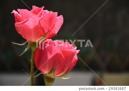 花,花卉,玫瑰花,大理花,紅色,紅花,愛情,花語,送花,禮物,祝賀,祝福,喜樂,喜悅,歡樂,情人 29381687