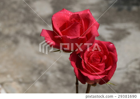 Flower,flower,rose,dali flower,red,red flower,love,flower,send flower,gift,congratulation,blessing,joy,joy,joy,lover 29381690