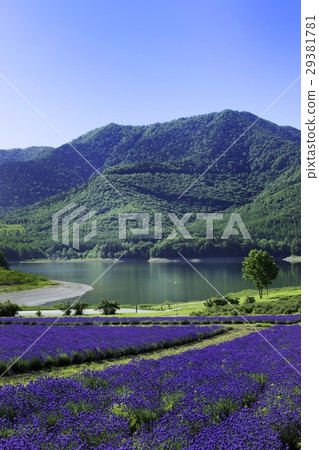 Lavender field and lake Jinshan lake Minamifurano Furano 29381781