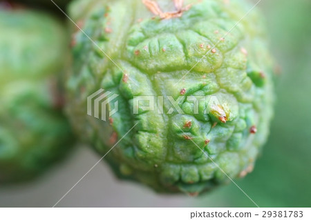 Grasshopper coniferous tree nut Grasshopper coniferous tree nut 29381783
